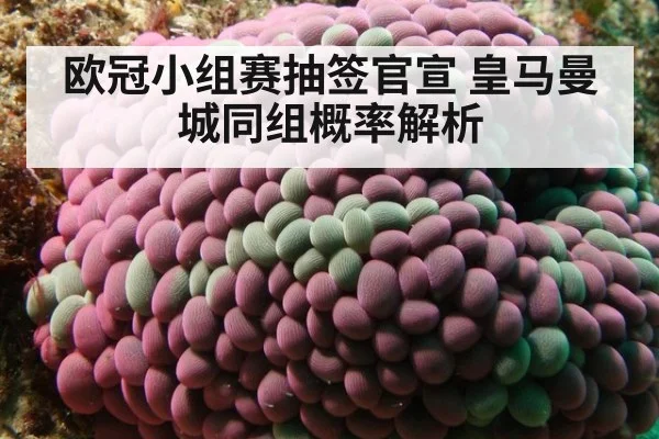 欧冠小组赛抽签官宣 皇马曼城同组概率解析